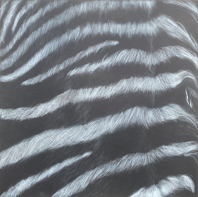 texture_zebre